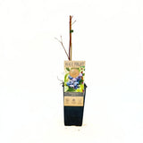 Afin Productiv Jersey (Vaccinium corymbosum), arbust fructe mari dulci rezistent productie mare, an 1 pe rod