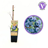 Afin Productiv Jersey (Vaccinium corymbosum), arbust fructe mari dulci rezistent productie mare, an 1 pe rod