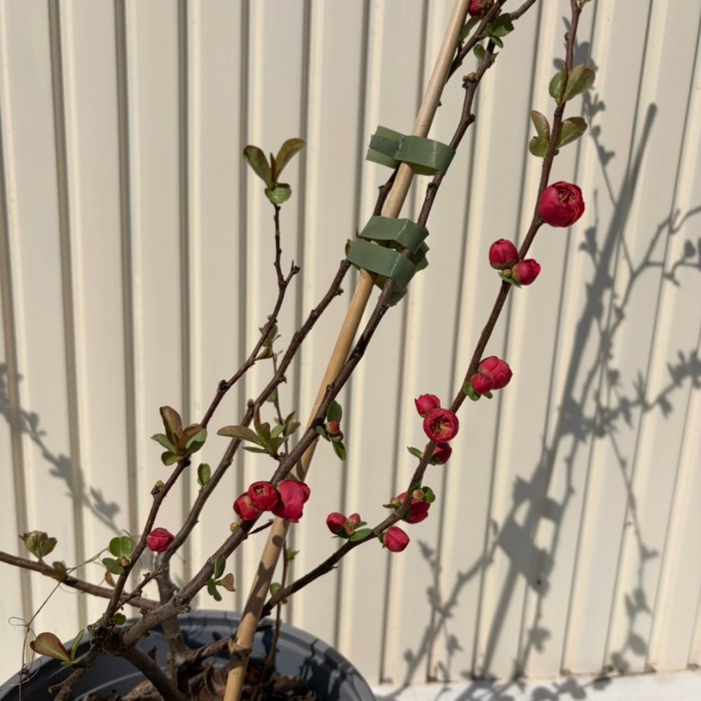 Gutui Japonez, Merisor (Chaenomeles) Pink Storm, arbust decorativ cu flori roz intens duble, infloreste pe ramuri goale, fructe comestibile, rezistent la seceta
