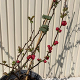 Gutui Japonez, Merisor (Chaenomeles) Pink Storm, arbust decorativ cu flori roz intens duble, infloreste pe ramuri goale, fructe comestibile, rezistent la seceta