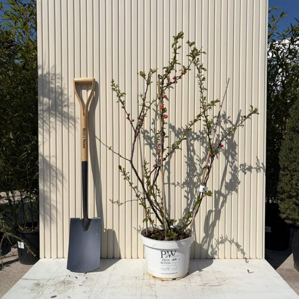 Gutui Japonez, Merisor (Chaenomeles) Mango Storm, arbust decorativ cu flori portocaliu intens duble, infloreste pe ramuri goale, fructe comestibile, rezistent la seceta