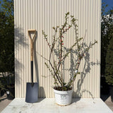 Gutui Japonez, Merisor (Chaenomeles) Mango Storm, arbust decorativ cu flori portocaliu intens duble, infloreste pe ramuri goale, fructe comestibile, rezistent la seceta
