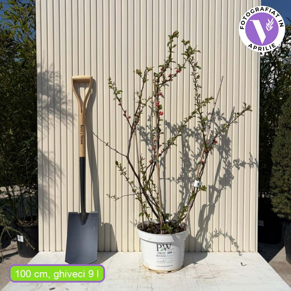 Gutui Japonez, Merisor (Chaenomeles) Mango Storm, arbust decorativ cu flori portocaliu intens duble, infloreste pe ramuri goale, fructe comestibile, rezistent la seceta