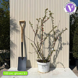 Gutui Japonez, Merisor (Chaenomeles) Mango Storm, arbust decorativ cu flori portocaliu intens duble, infloreste pe ramuri goale, fructe comestibile, rezistent la seceta