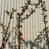 Gutui Japonez, Merisor (Chaenomeles) Mango Storm, arbust decorativ cu flori portocaliu intens duble, infloreste pe ramuri goale, fructe comestibile, rezistent la seceta