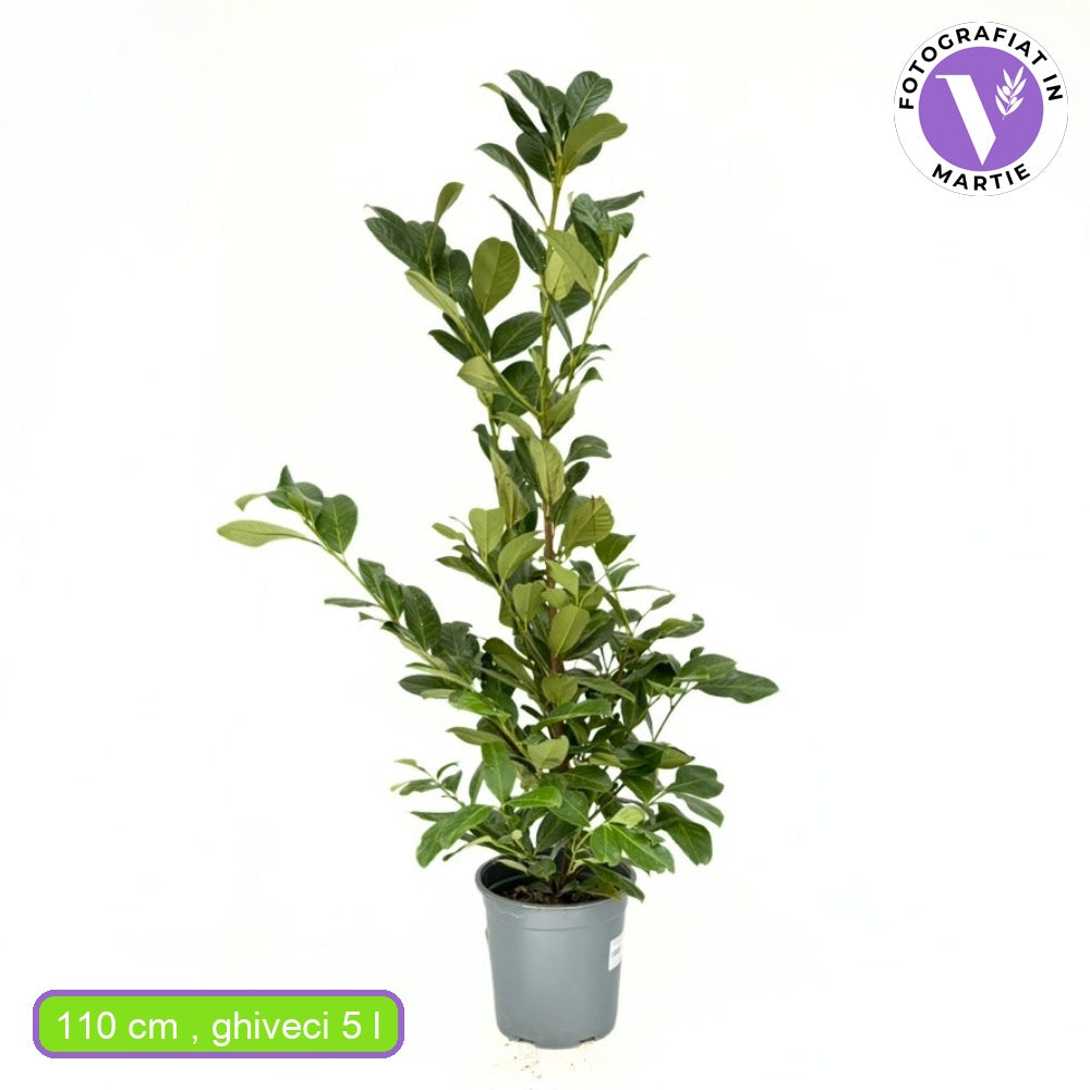 Laur Englezesc Vesnic Verde Rotundifolia (Laurocires), vesnic verde, gard viu rapid, rezistent la boli, frig si caldura, inflorire decorativa