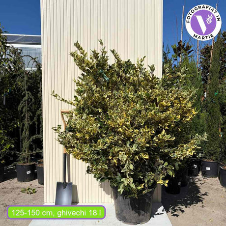 Lemn Cainesc Texanum, arbust decorativ vesnic verde, flori parfumate, usor de intretinut