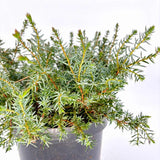 Ienupar Silver Carpet (Juniperus communis), frunzis argintii-albastrui, conifer tarator vesnic verde, ideal pentru taluzuri si stancarii