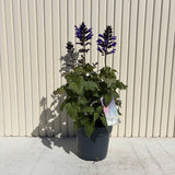 Salvia Salgoon Lake Blueberry planta perena cu flori albastre parfumate