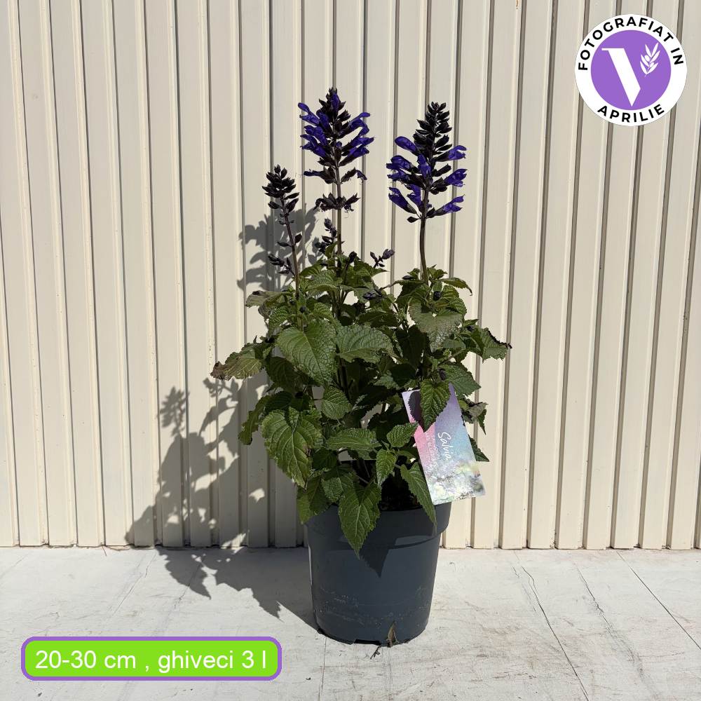 Salvia Salgoon Lake Blueberry planta perena cu flori albastre parfumate