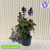Salvia Salgoon Lake Blueberry planta perena cu flori albastre parfumate