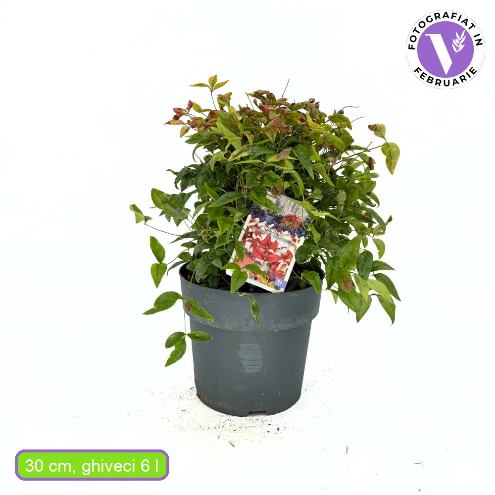 Bambus Sacru Nandina Firepower, arbust compact cu frunze rosii toamna si iarna, rezistent la frig, gradina japoneza, Feng shui