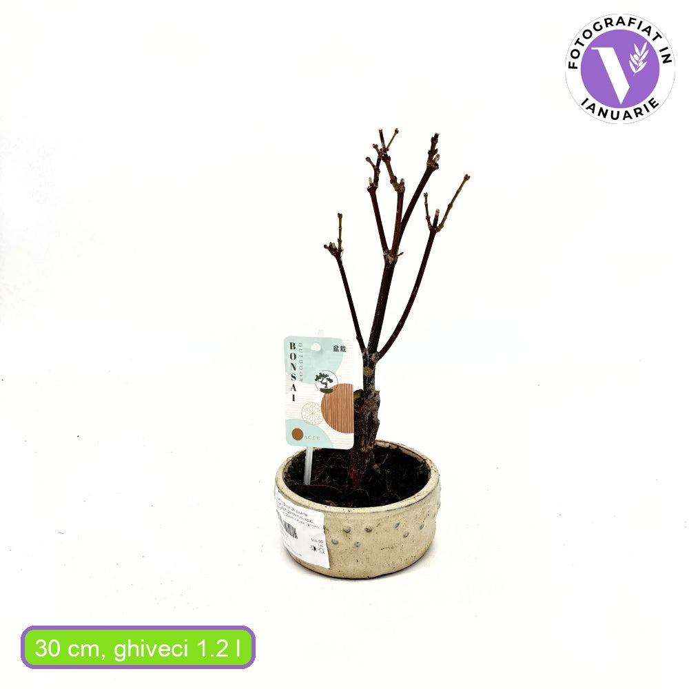 Aranjament Bonsai Zen cu Artar Japonez, 30 cm, bonsai mini copac , cadou perfect