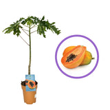 Carica papaya, pom fructifer tropical cu fructe mari portocalii dulci, pulpa portocalie, planta exotica pentru ghiveci si sera