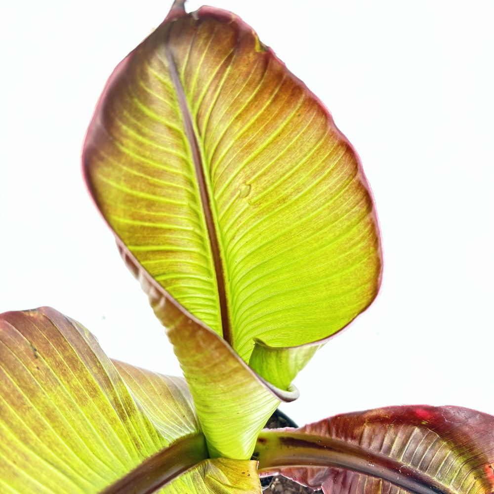 Bananier rosu (Ensete ventricosum Maurelii), 50 cm, planta exotica mare, decorativa, pentru interior si terasa