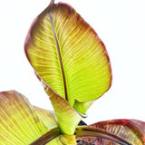 Bananier rosu (Ensete ventricosum Maurelii), 50 cm, planta exotica mare, decorativa, pentru interior si terasa