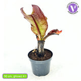 Bananier rosu (Ensete ventricosum Maurelii), 50 cm, planta exotica mare, decorativa, pentru interior si terasa