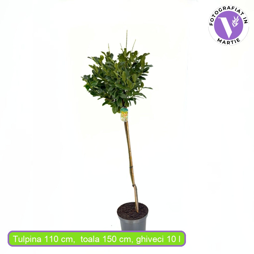 Laur englezesc Copacel (Prunus laurocerasus) Rentan, pe Tulpina,  vesnic verde, rezistent la frig, cu frunze lucioase