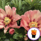 Bujor Hibrid Itoh Old Rose Dandy, cu flori roz parfumate rezistent la frig si inflorire spectaculoasa, inradacinat in ghiveci
