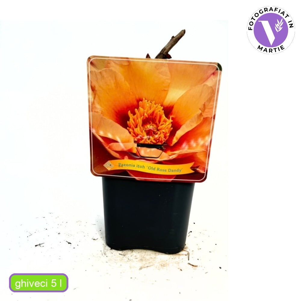 Bujor Hibrid Itoh Old Rose Dandy, cu flori roz parfumate rezistent la frig si inflorire spectaculoasa, inradacinat in ghiveci
