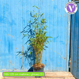 Bambus de gradina (Fargesia Rufa) Winter Joy, neinvaziv, rezistent la frig, gard viu vesnic verde, simbol de protectie si integritate