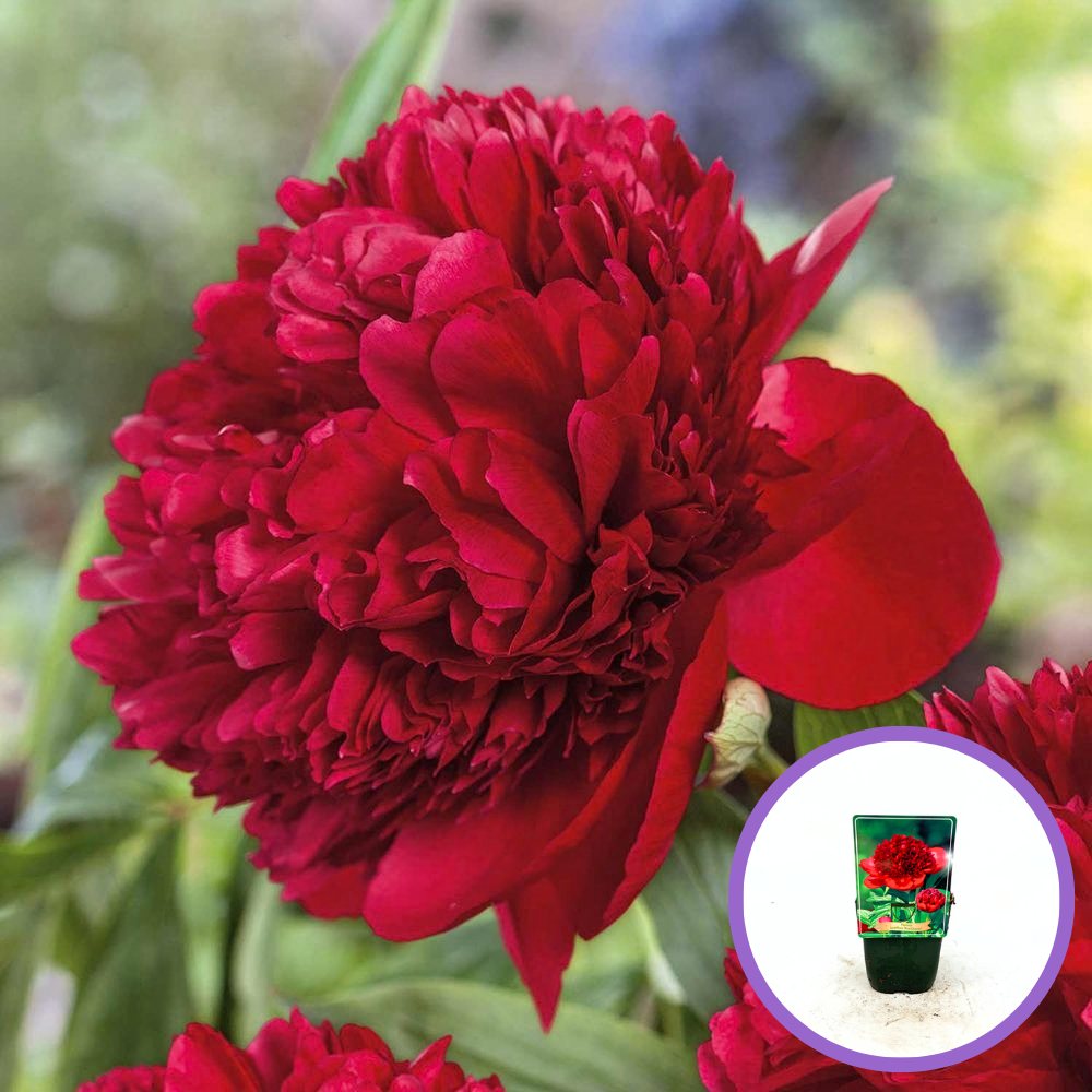 Bujor nobil Red Charm, cu flori rosii inchis parfumate, inradacinat in ghiveci