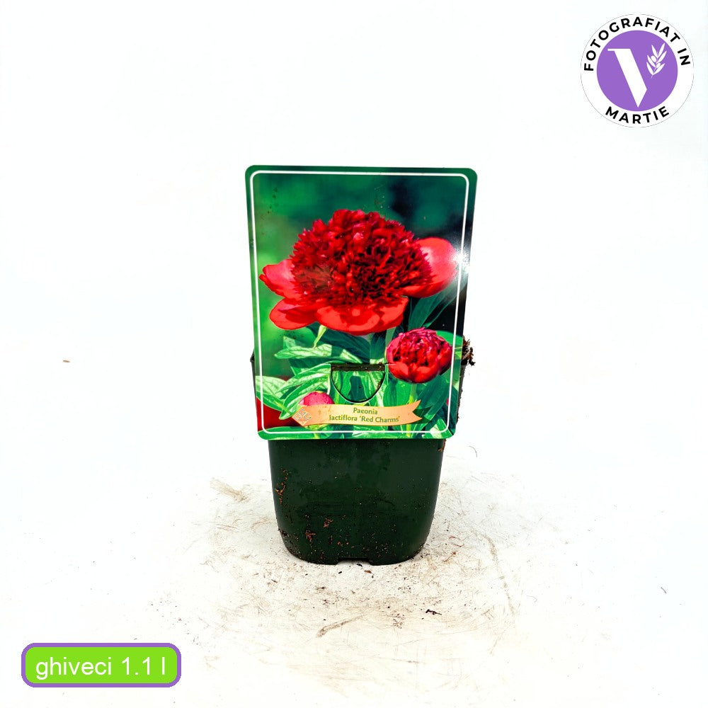 Bujor nobil Red Charm, cu flori rosii inchis parfumate, inradacinat in ghiveci