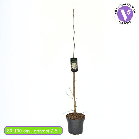 Magnolie Loebneri Wildcat, flori albe duble parfumate, arbust decorativ, rezistent frig