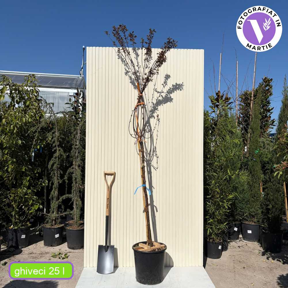 Prun ornamental Corcodus rosu Pissardii, frunze rosii, flori roz, arbore decorativ, fructe zemoase