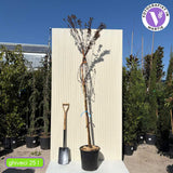 Prun ornamental Corcodus rosu Pissardii, frunze rosii, flori roz, arbore decorativ, fructe zemoase