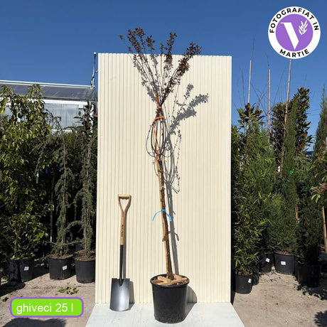 Prun ornamental Corcodus rosu Pissardii, frunze rosii, flori roz, arbore decorativ, fructe zemoase