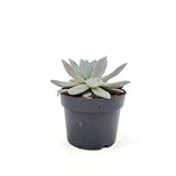 Suculenta (Echeveria) Mexican Giant, 20 cm, suculenta gigantica argintiu perlat, decor interior, usor de ingrijit
