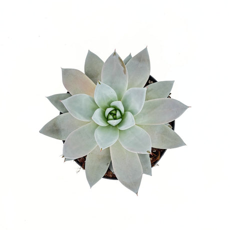 Suculenta (Echeveria) Mexican Giant, 20 cm, suculenta gigantica argintiu perlat, decor interior, usor de ingrijit