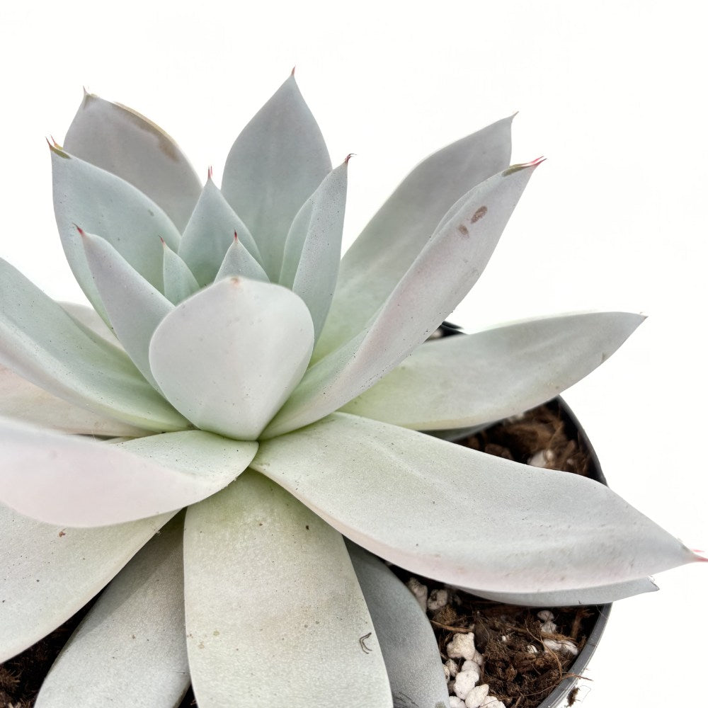 Suculenta (Echeveria) Mexican Giant, 20 cm, suculenta gigantica argintiu perlat, decor interior, usor de ingrijit