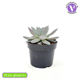 Suculenta (Echeveria) Mexican Giant, 20 cm, suculenta gigantica argintiu perlat, decor interior, usor de ingrijit
