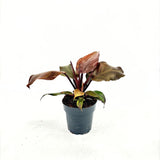 Philodendron Sunlight, 35-40 cm, planta de interior cu frunze rosii, usor de ingrijit, purifica aerul si aduce culoare casei tale