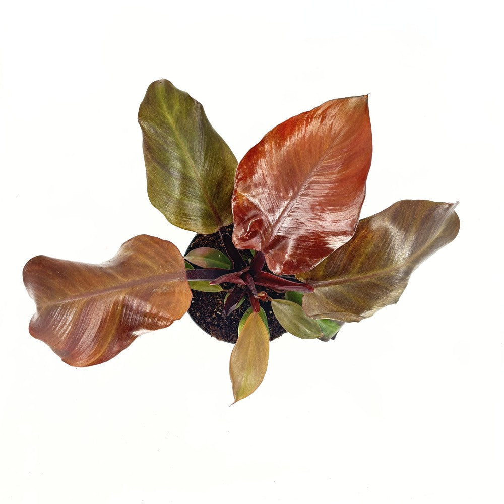 Philodendron Sunlight, 35-40 cm, planta de interior cu frunze rosii, usor de ingrijit, purifica aerul si aduce culoare casei tale