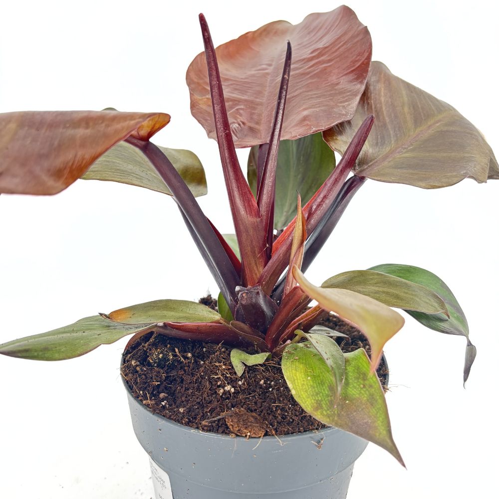 Philodendron Sunlight, 35-40 cm, planta de interior cu frunze rosii, usor de ingrijit, purifica aerul si aduce culoare casei tale