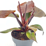 Philodendron Sunlight, 35-40 cm, planta de interior cu frunze rosii, usor de ingrijit, purifica aerul si aduce culoare casei tale