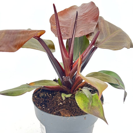 Philodendron Sunlight, 35-40 cm, planta de interior cu frunze rosii, usor de ingrijit, purifica aerul si aduce culoare casei tale