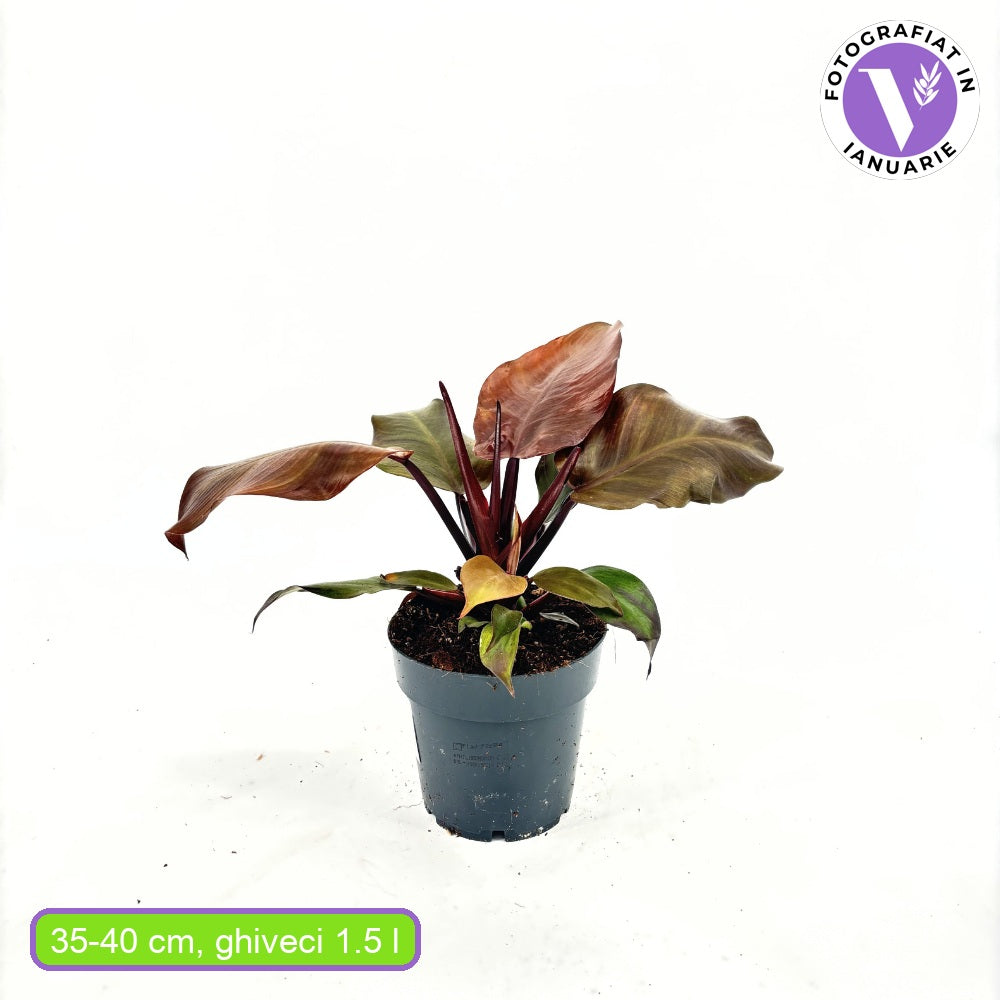 Philodendron Sunlight, 35-40 cm, planta de interior cu frunze rosii, usor de ingrijit, purifica aerul si aduce culoare casei tale