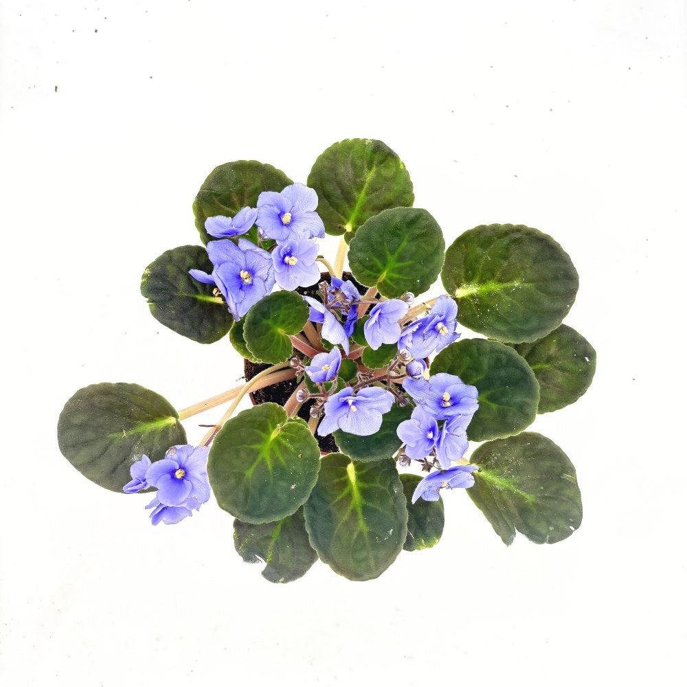 Violeta de Parma, Saintpaulia More Lips, cu flori albastre, plante inflorita, de interior, intretinere minima