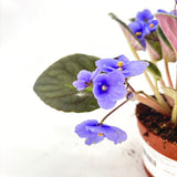 Violeta de Parma, Saintpaulia More Lips, cu flori albastre, plante inflorita, de interior, intretinere minima