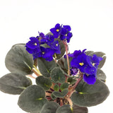 Violeta de Parma, Saintpaulia More Lips, cu flori mov, plante inflorita, de interior, intretinere minima