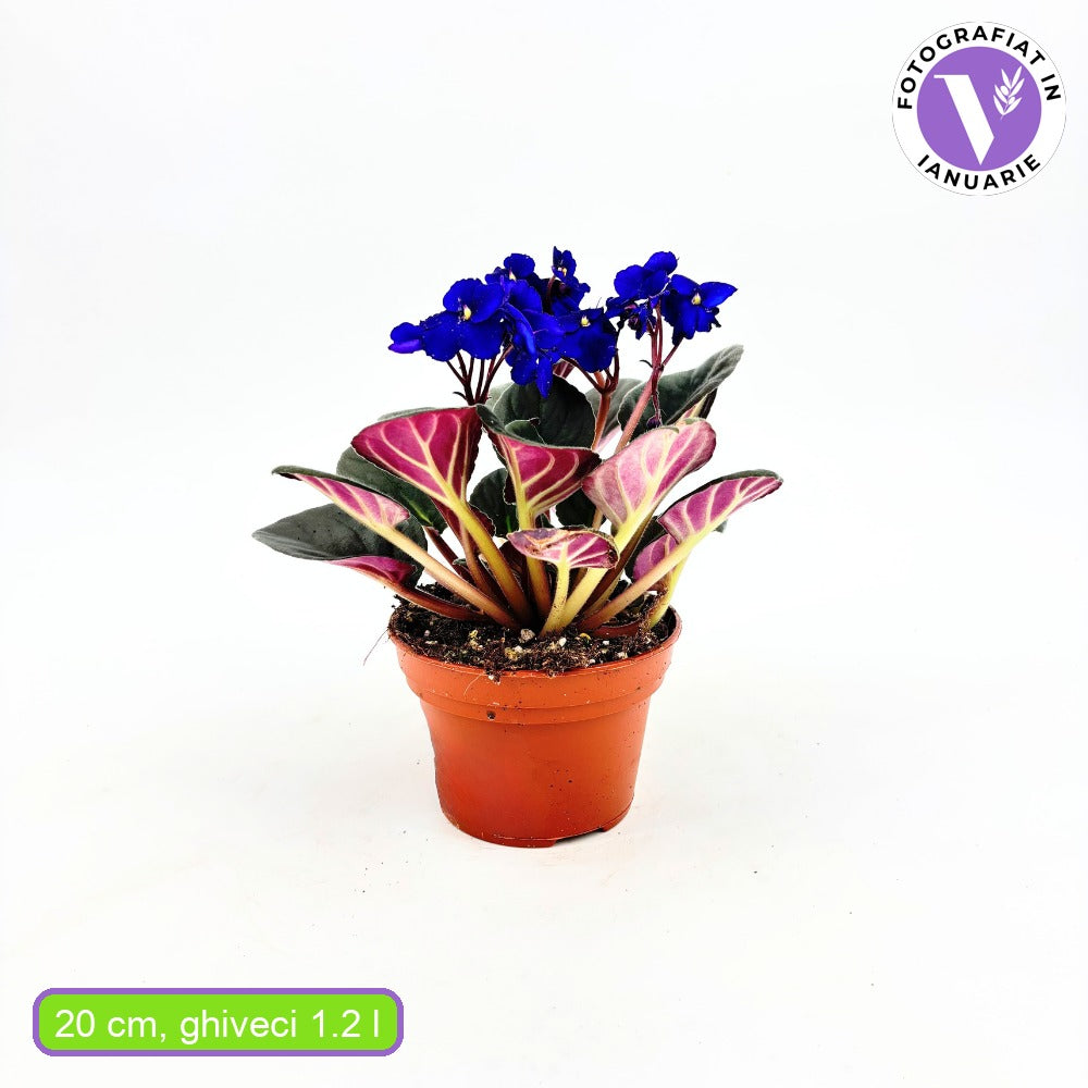 Violeta de Parma, Saintpaulia More Lips, cu flori mov, plante inflorita, de interior, intretinere minima