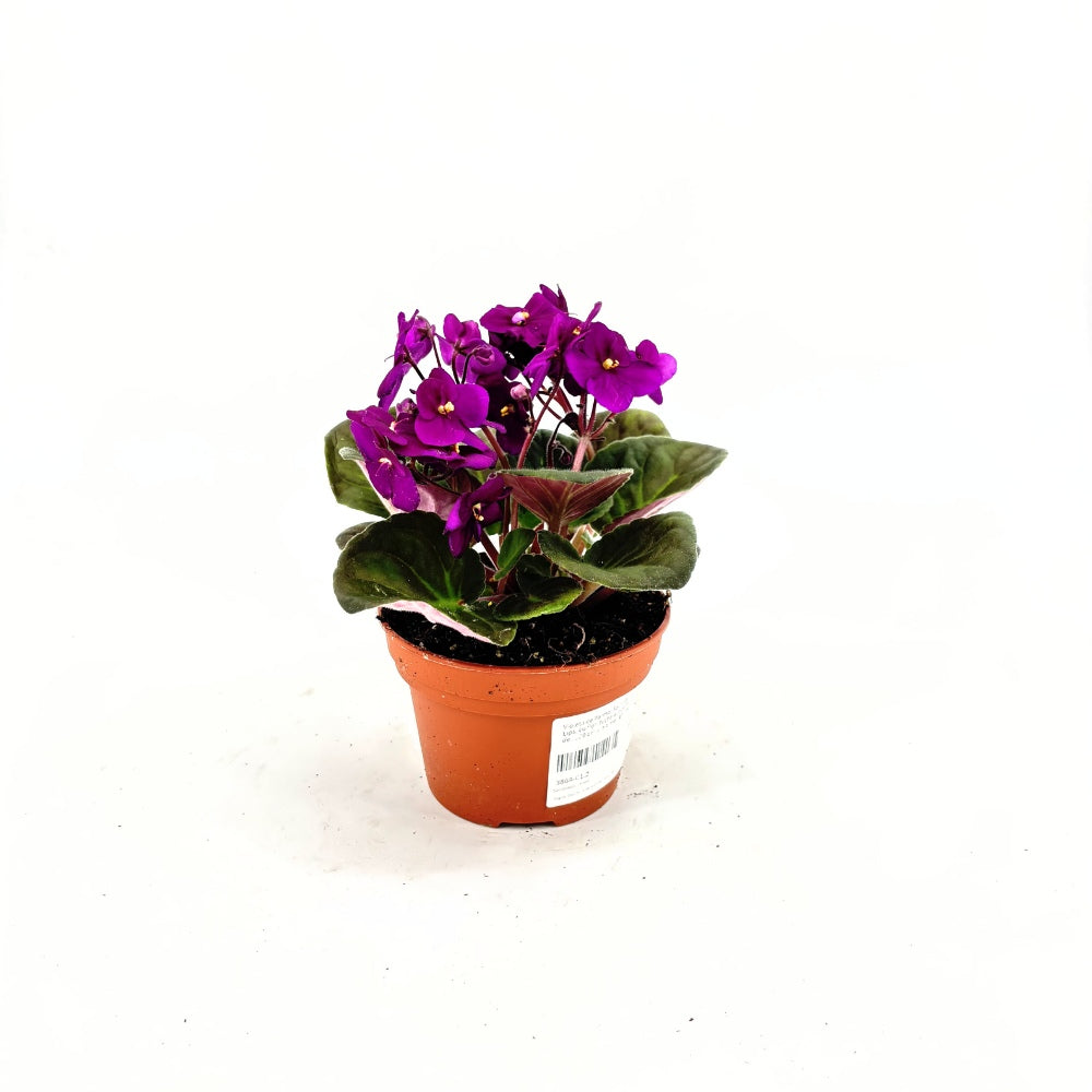 Violeta de Parma, Saintpaulia More Lips, cu flori fuchsia, plante inflorita, de interior, intretinere minima