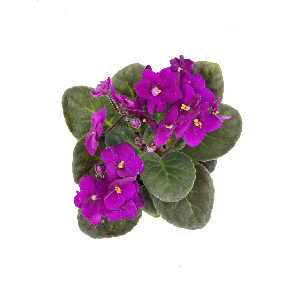 Violeta de Parma, Saintpaulia More Lips, cu flori fuchsia, plante inflorita, de interior, intretinere minima