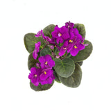 Violeta de Parma, Saintpaulia More Lips, cu flori fuchsia, plante inflorita, de interior, intretinere minima