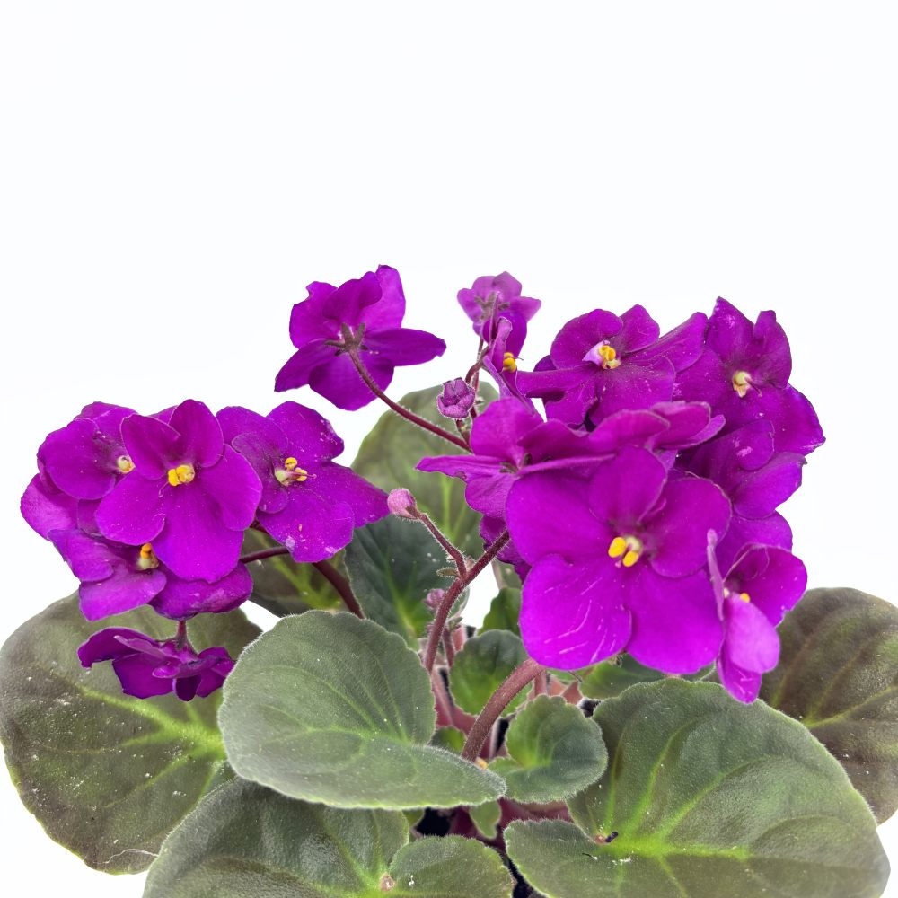 Violeta de Parma, Saintpaulia More Lips, cu flori fuchsia, plante inflorita, de interior, intretinere minima