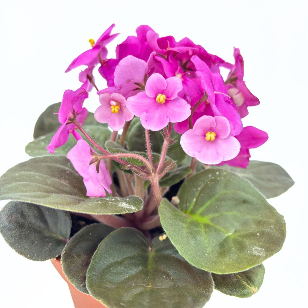 Violeta de Parma, Saintpaulia More Lips, cu flori roz-inchis, plante inflorita, de interior, intretinere minima